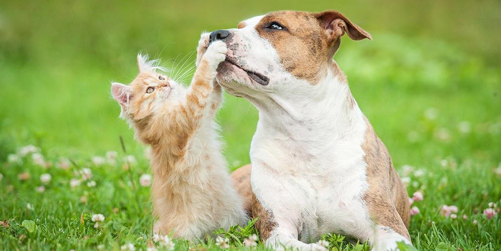 אלרגיות כלבים וחתולים ועל הקשר למזון שלהם