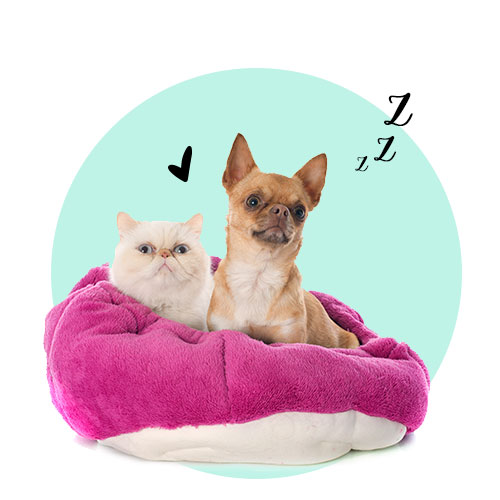 מיטות לכלבים וחתולים