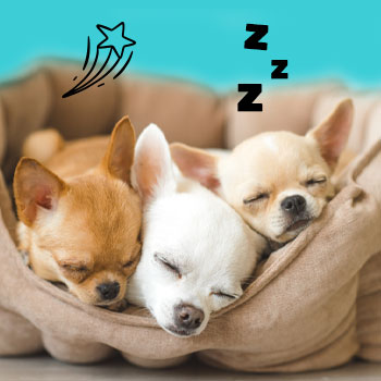 כלבים ישנים במיטה